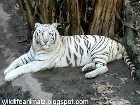 The Wildlife: The White Tiger Amazing Facts & Images