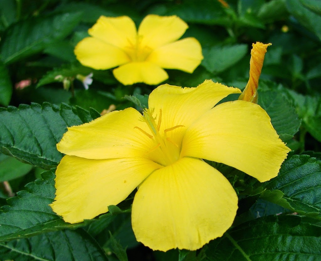 damiana-tea-benefits-healthy-tea-101