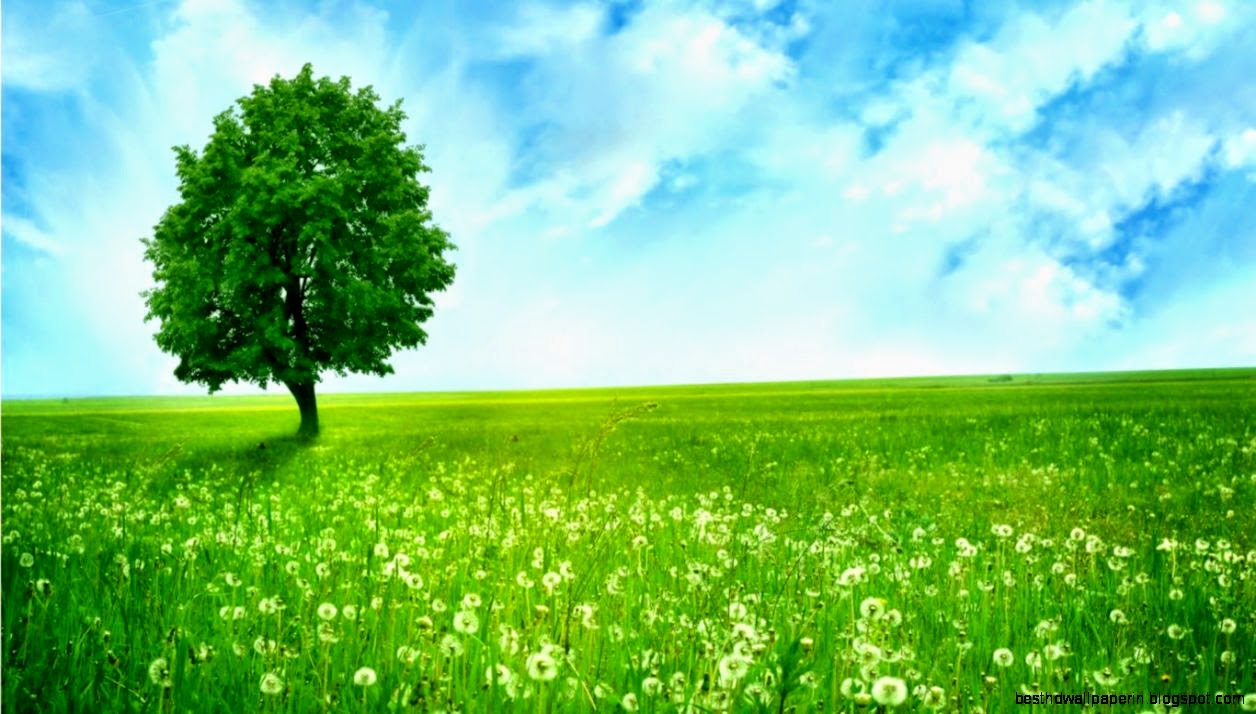 Green Desktop Wallpapers Free Download  HD Wallpapers