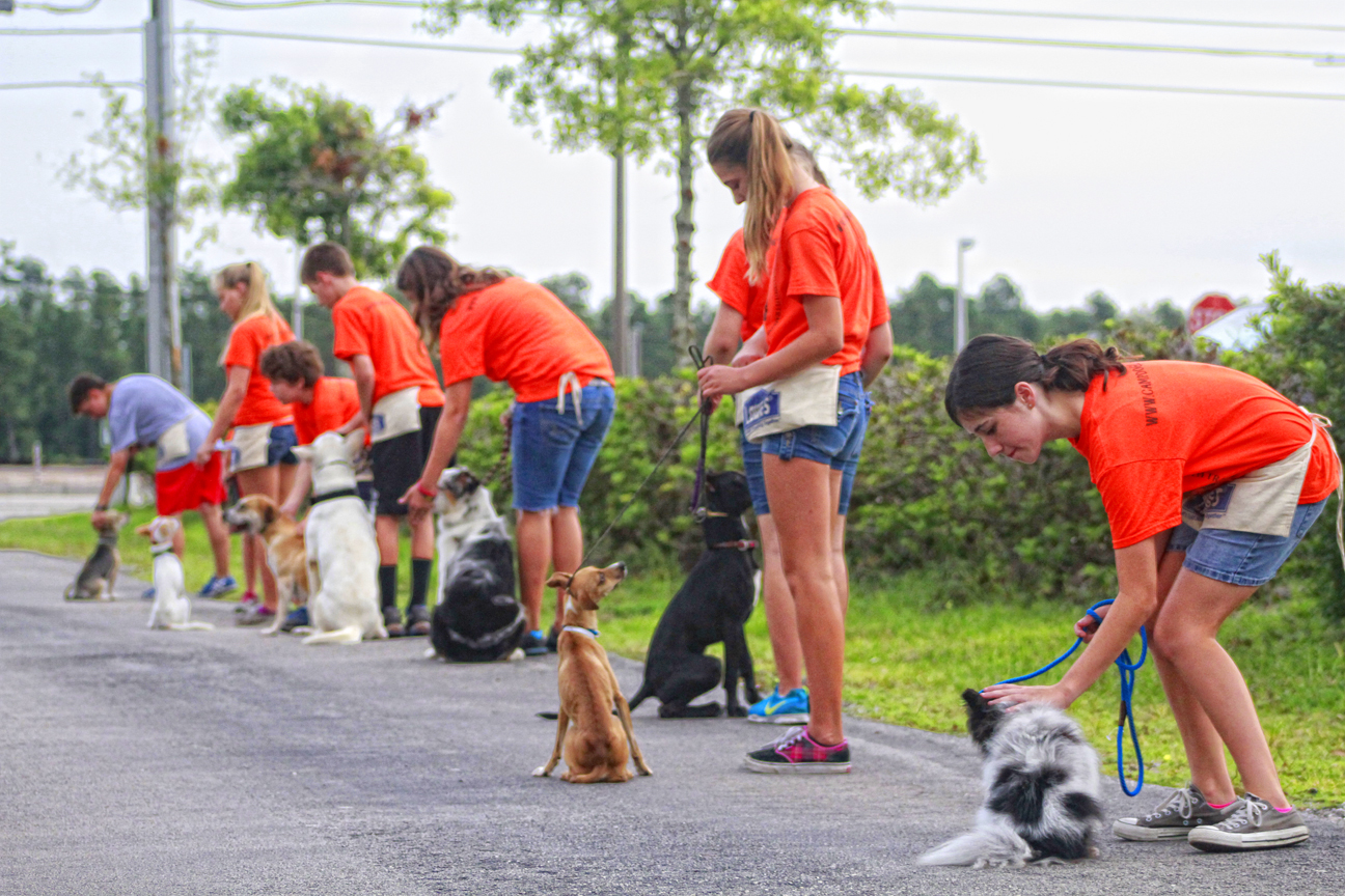 The Doglando Blog Orlando Dog Grooming Orlando Dog Training Dog