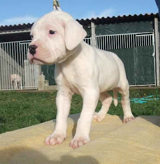 Dogo Argentino