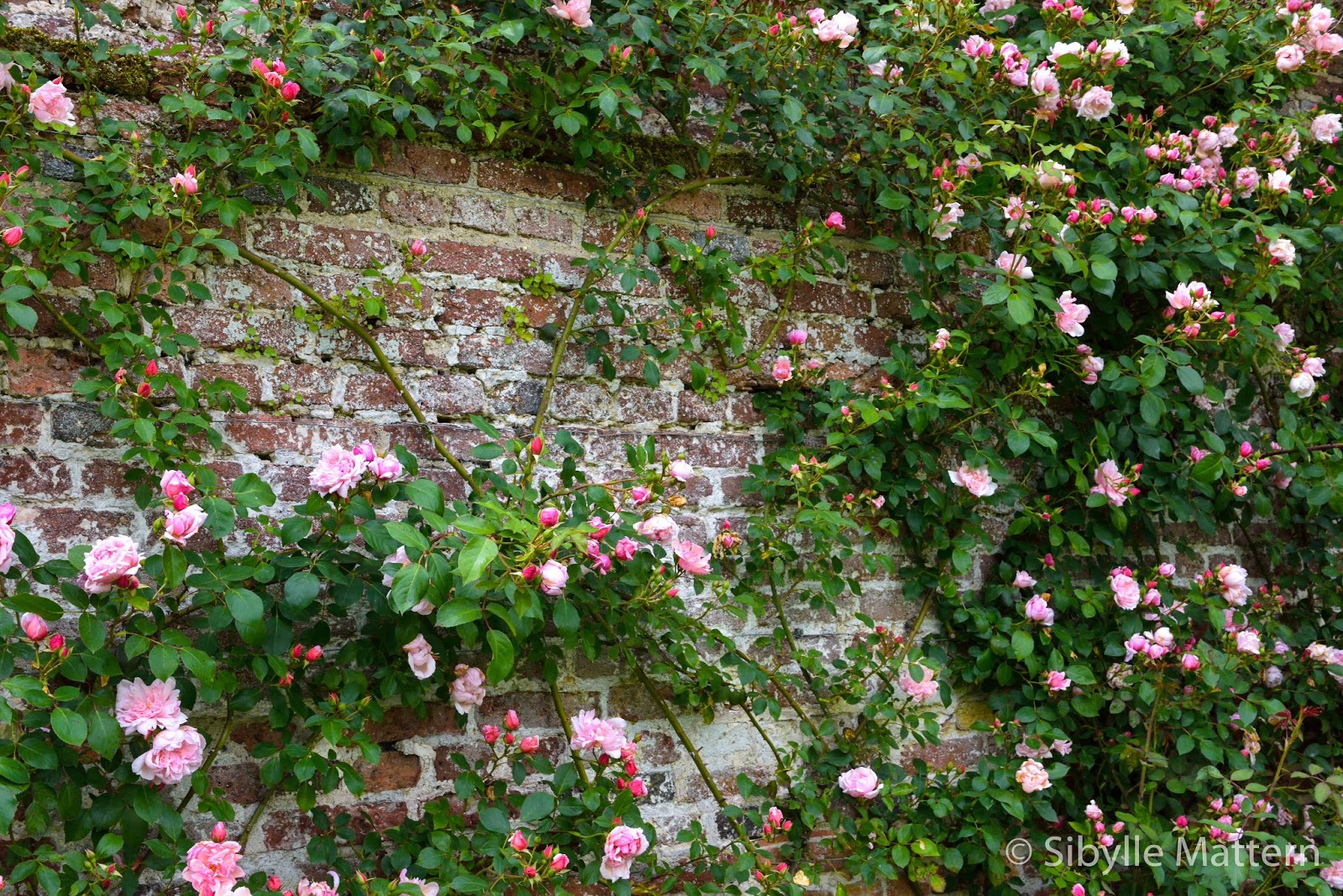 Sibylle's Blog @mohn-images.com: Visiting Sissinghurst Castle Garden