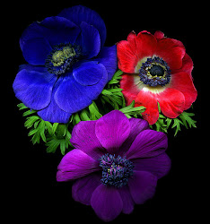 flores hermosas colores imagenes bonitas animadas flower hermosos indigo gifs istituzionale delinquenza encontradas dell poesia anima colore anemonas mykukula anemone