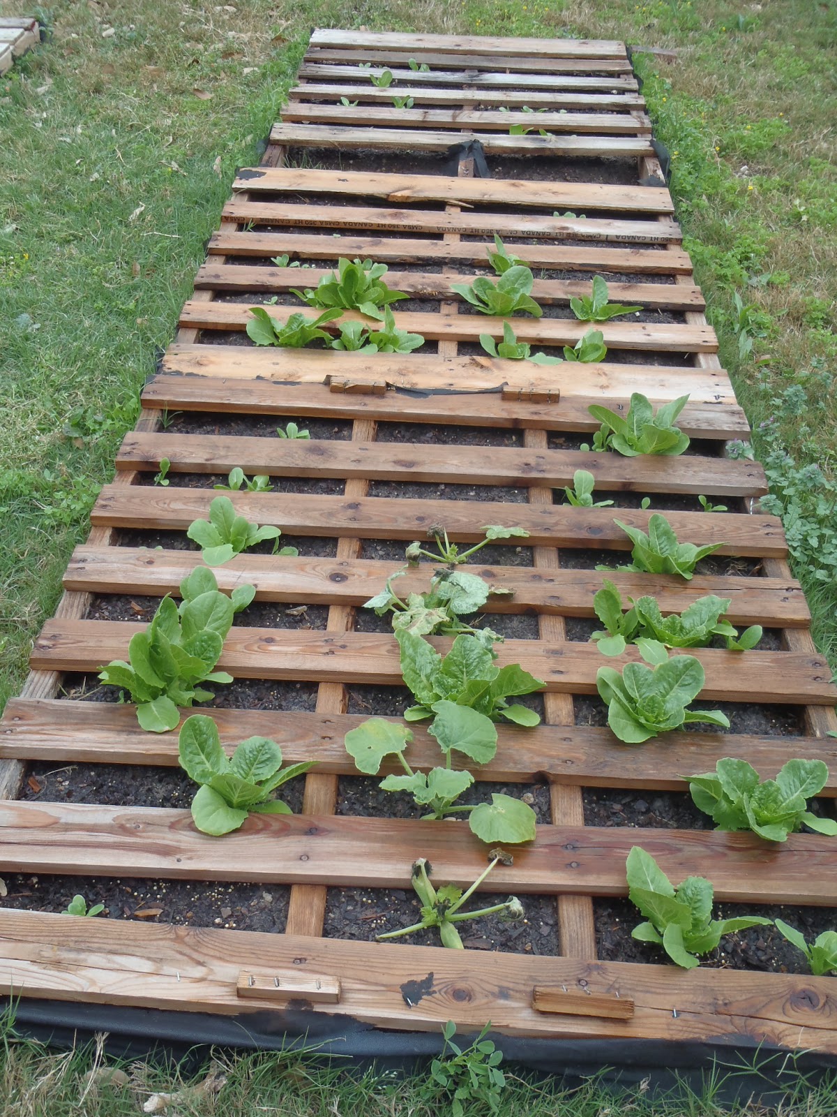 Becky's Blog lots of fun shtuff Pallet Garden Update Mar 29