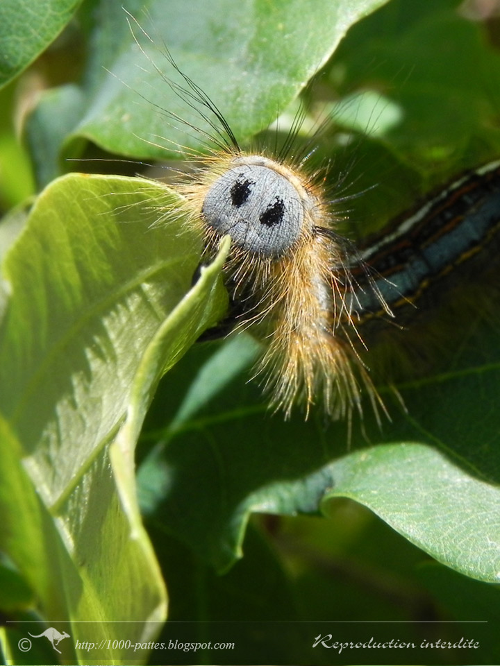 WILDLIFE GATEWAY Chenille de la Livrée des arbres