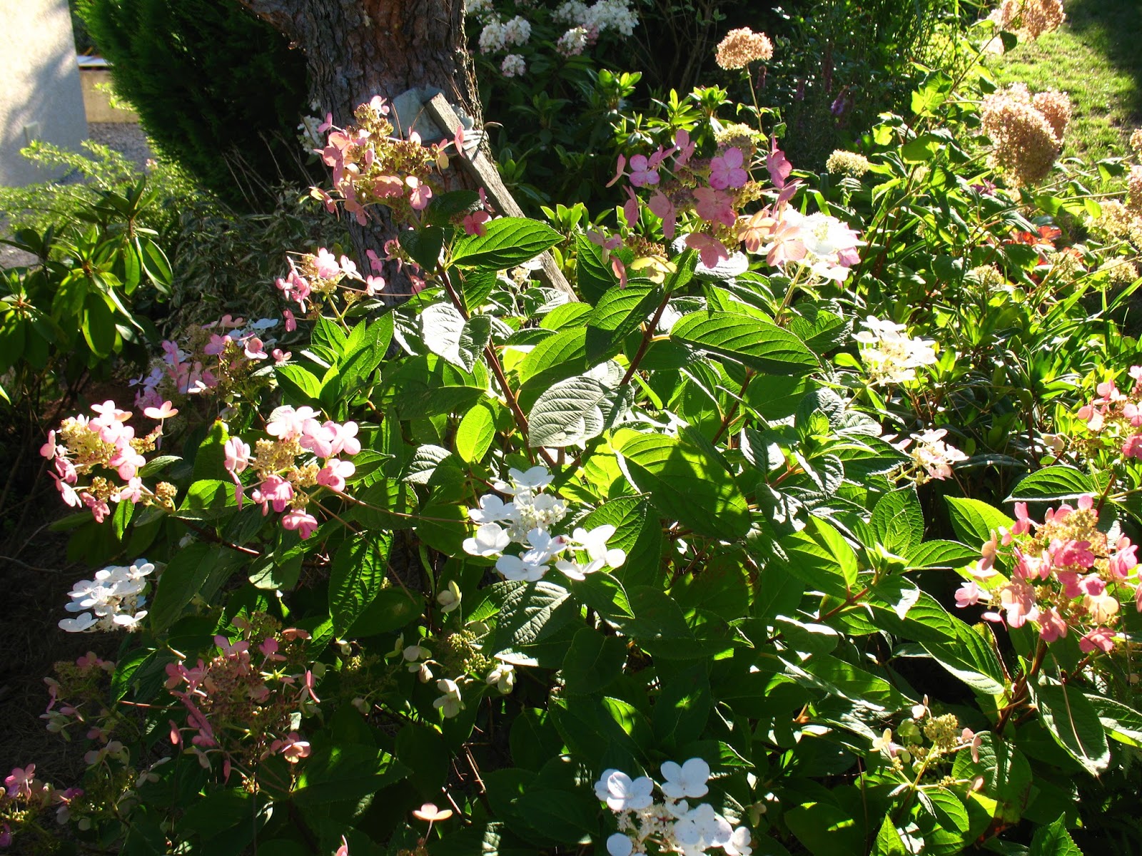 Roses Du Jardin Cheneland Hydrangea Serrata Kurenai