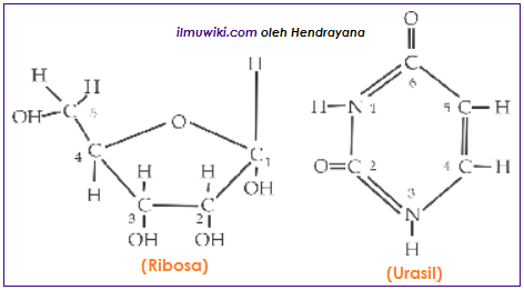 Rumus kimia gula pentosa (Ribosa) dan basa urasil dari RNA