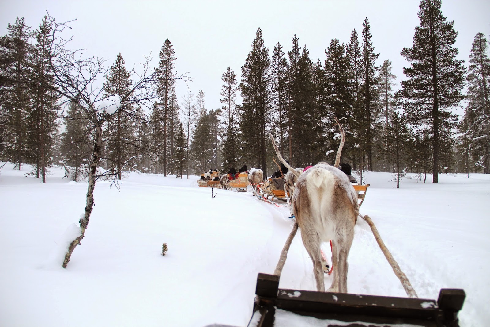 Jamie Reindeer Sleigh Ride in the Woods
