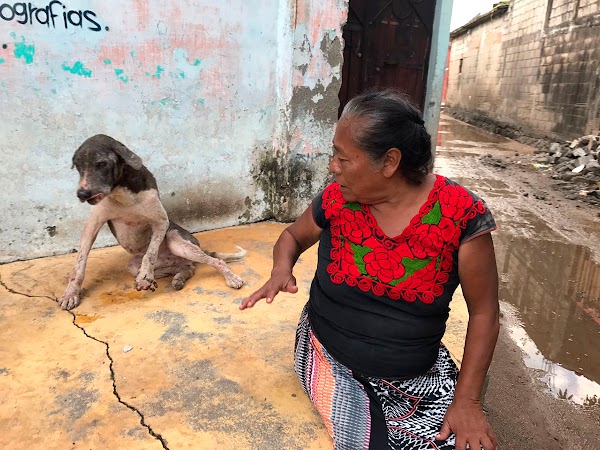 Mujer pide ayuda para su perro que resultó herido tras el sismo Mujer pide ayuda para su perro que resultó herido tras el sismo