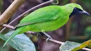 4 Jenis Burung Cucak Ijo Yang Populer Paling Lengkap Kicau Mania
