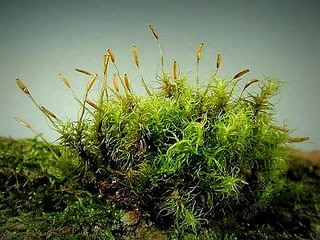 Ciri-Ciri Tumbuhan Lumut (Bryophyta) Lengkap Serta Pembagian Lumut Ciri-Ciri Tumbuhan Lumut (Bryophyta) Lengkap Serta Pembagian Lumut