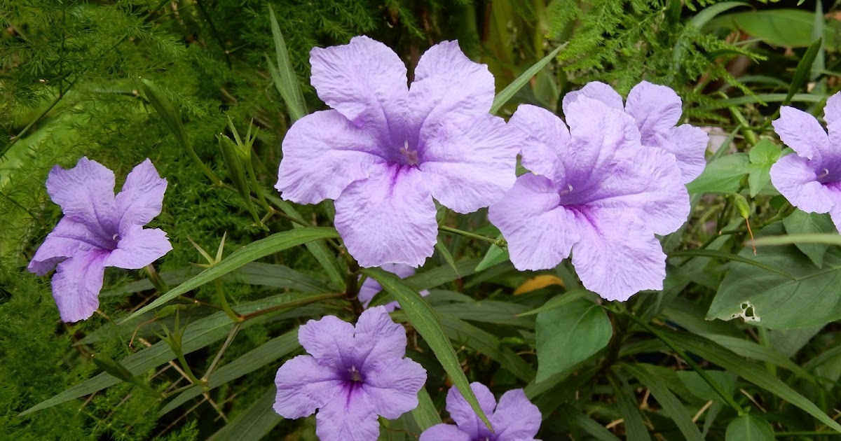 Peter S Blog 紫花蘆利草 翠蘆莉