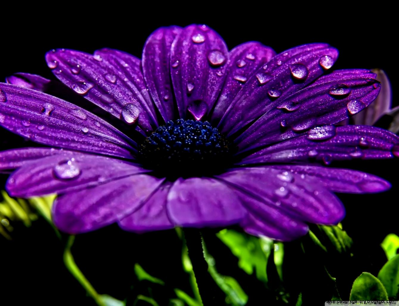 Cute Purple Flowers Wallpapers Wallpapers Gallery