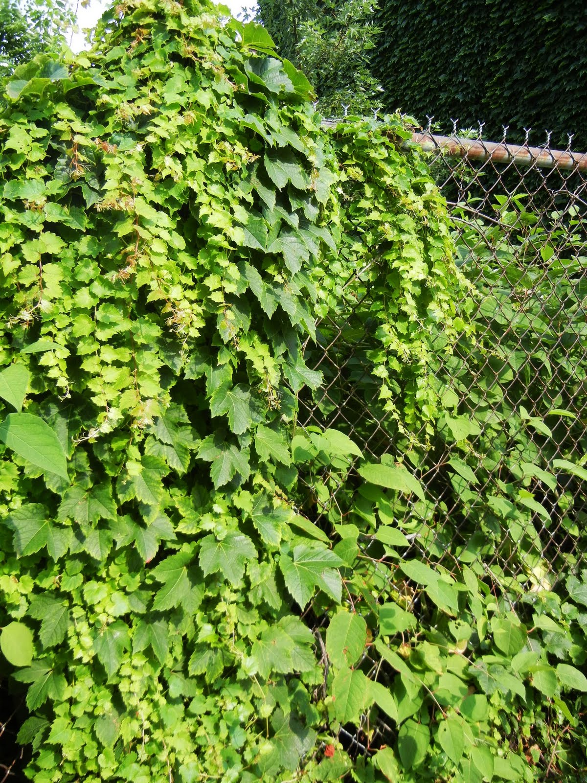 ChainLink Trellis Chainlink Coverage Grapevine (video!)