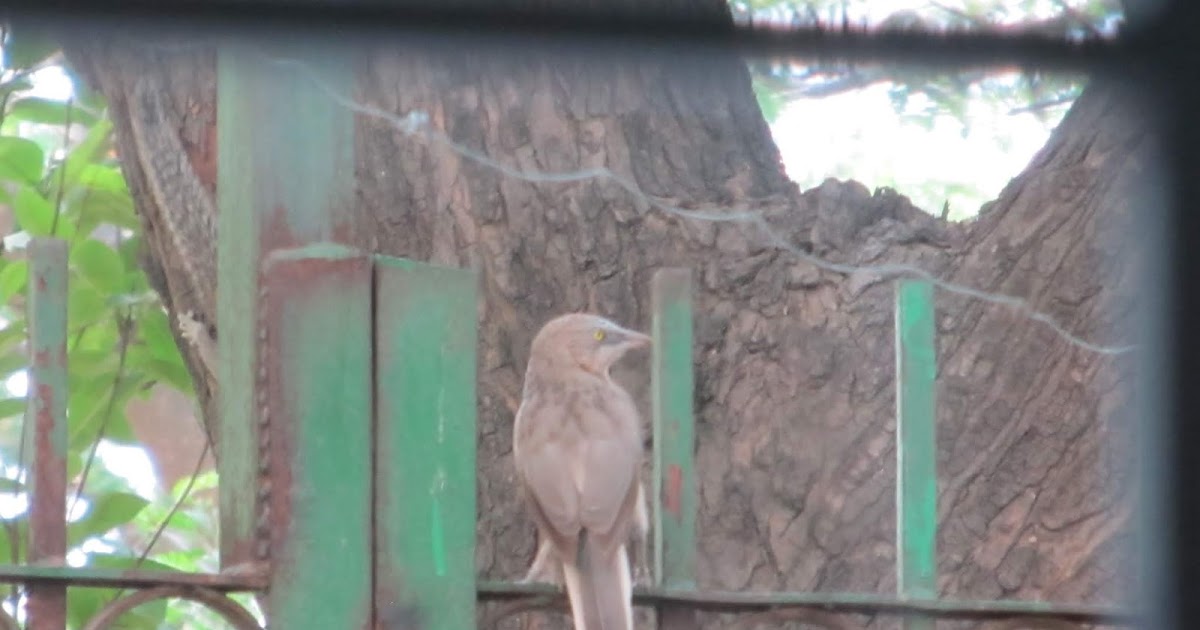 Blabbering with a Babbler!