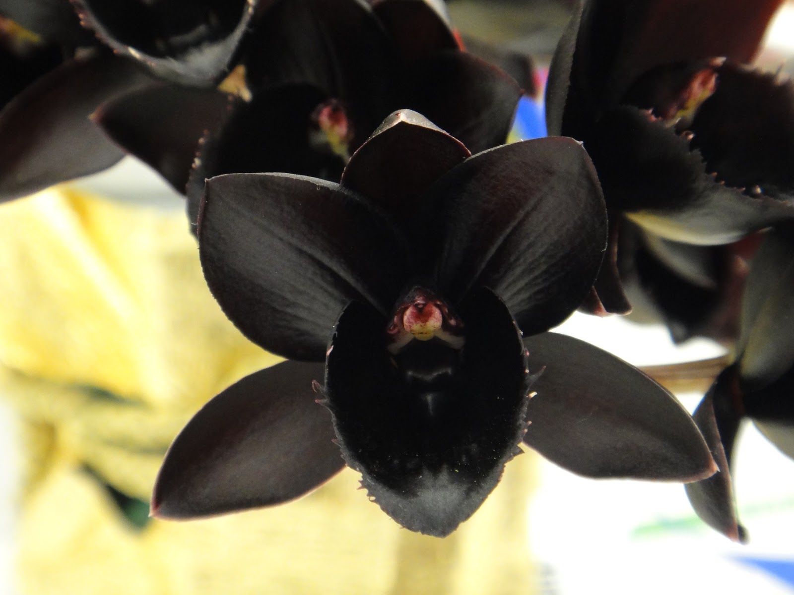 MODOS DE OLHAR: Orquídea Negra Fredclarkeara After Dark (Clowesia, Mormodes  e Catasetum)