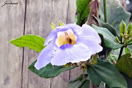  Tumbérgia-azul – Thunbergia grandiflora