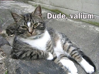 Funny Cat on Valium - Blogging Valium Use