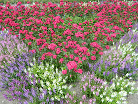 James Gardens late summer annuals by garden muses- a Toronto gardening blog