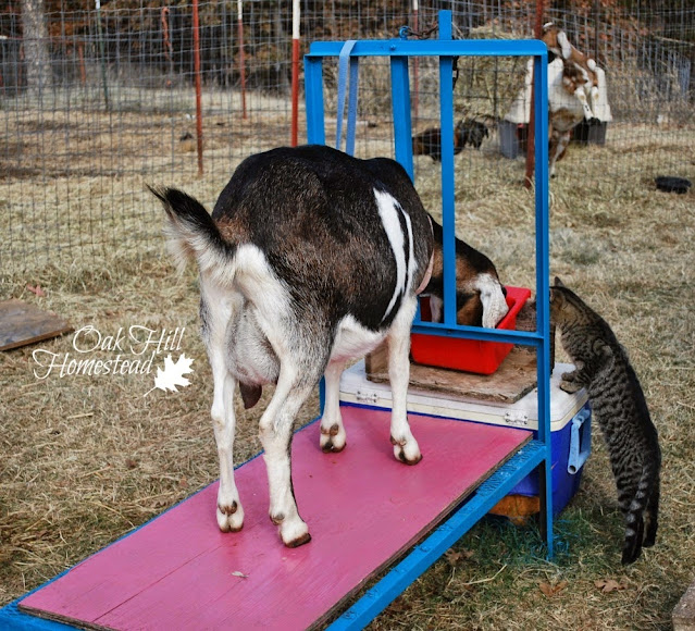 How to Milk Your Goats Just Once a Day Oak Hill Homestead