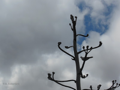Bird Perched on Agave at Mission San Miguel, © B. Radisavljevic