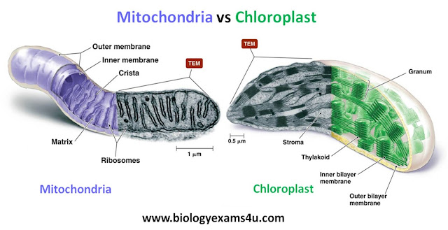 Mitochondria vs Chloroplast