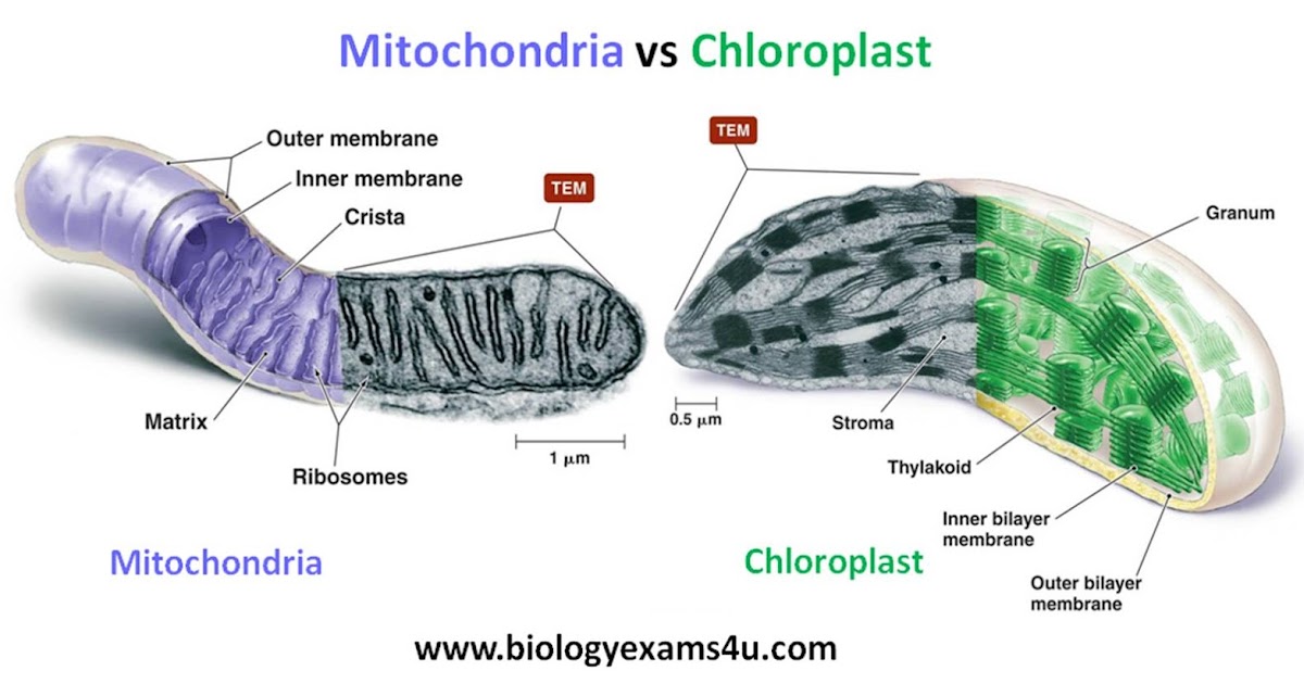 What Household Item Is Similar To Mitochondria Difference between Mitochondria and Chloroplast ~ Biology Exams 4 U