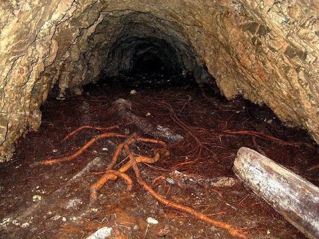 The lower right tunnel of the Kelsey Mine is filled with giant tree roots from far above.