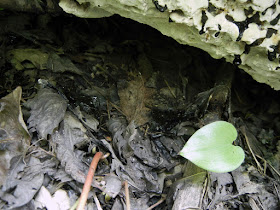 black weeping Inonotus glomeratus polypore