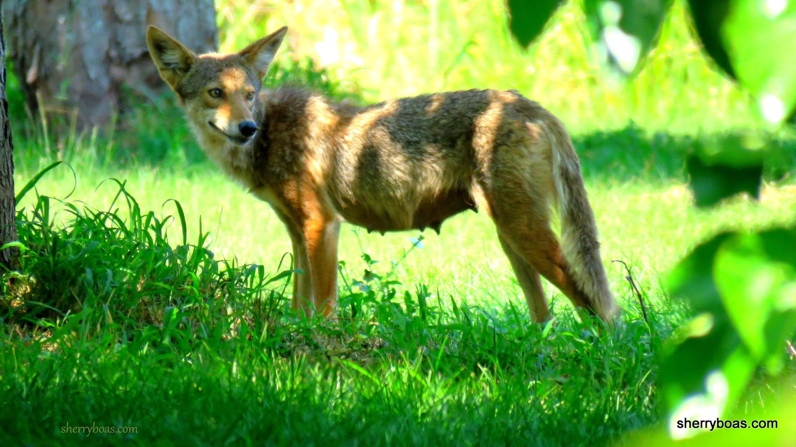 Simply Living Coyote eating mulberries