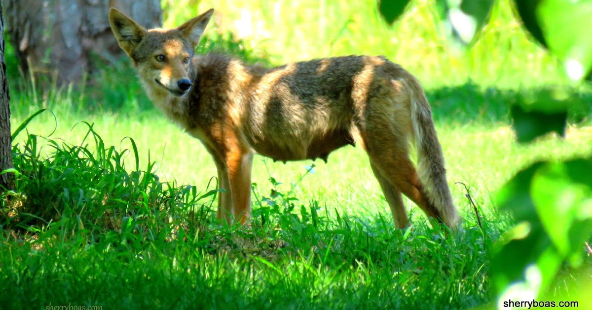 Simply Living Coyote eating mulberries