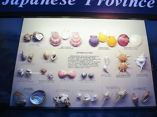 Shells from Japan
