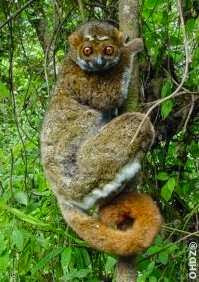 Eastern woolly Lemur