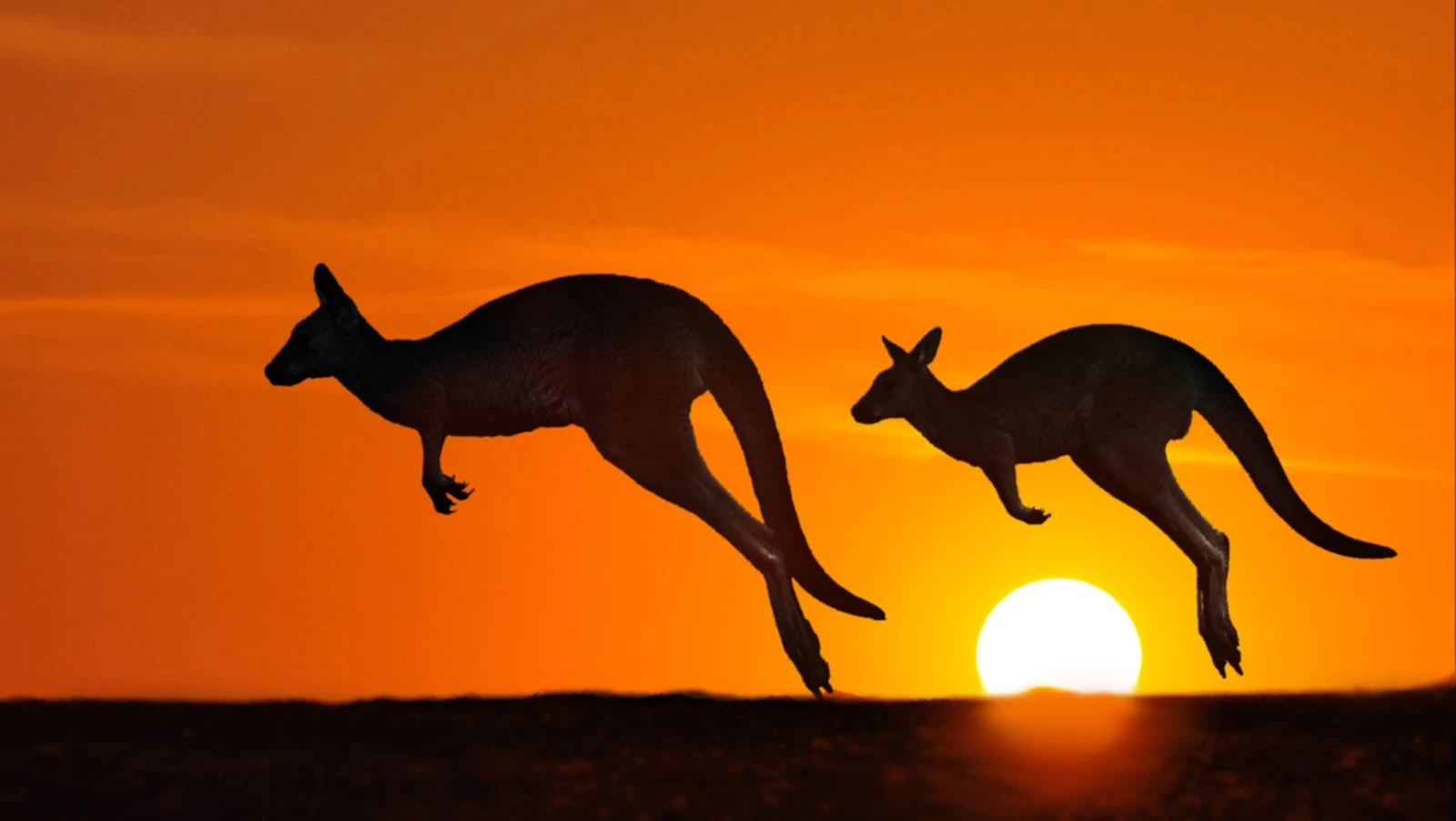 Kangaroo against the sunset