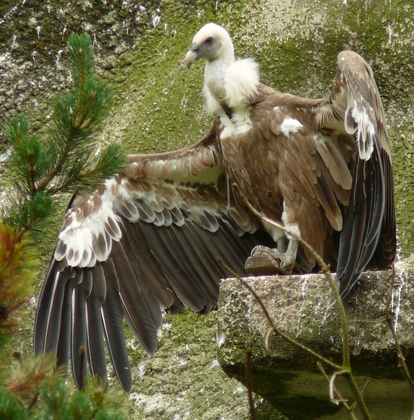Faszination Geier: 5 Zoos in 4 Tagen - Frühstücks-Aas in Hannover