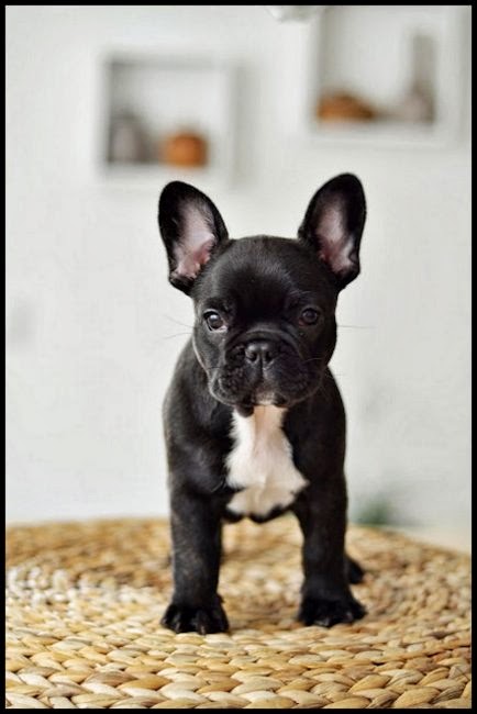 French Bulldog Pup | Content in a Cottage