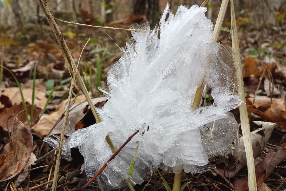 Divinebunbun's Rugged Rural Missouri Frost Flowers for the First Time