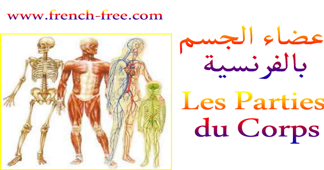 درس أعضاء الجسم بالفرنسية Les Parties Du Corps