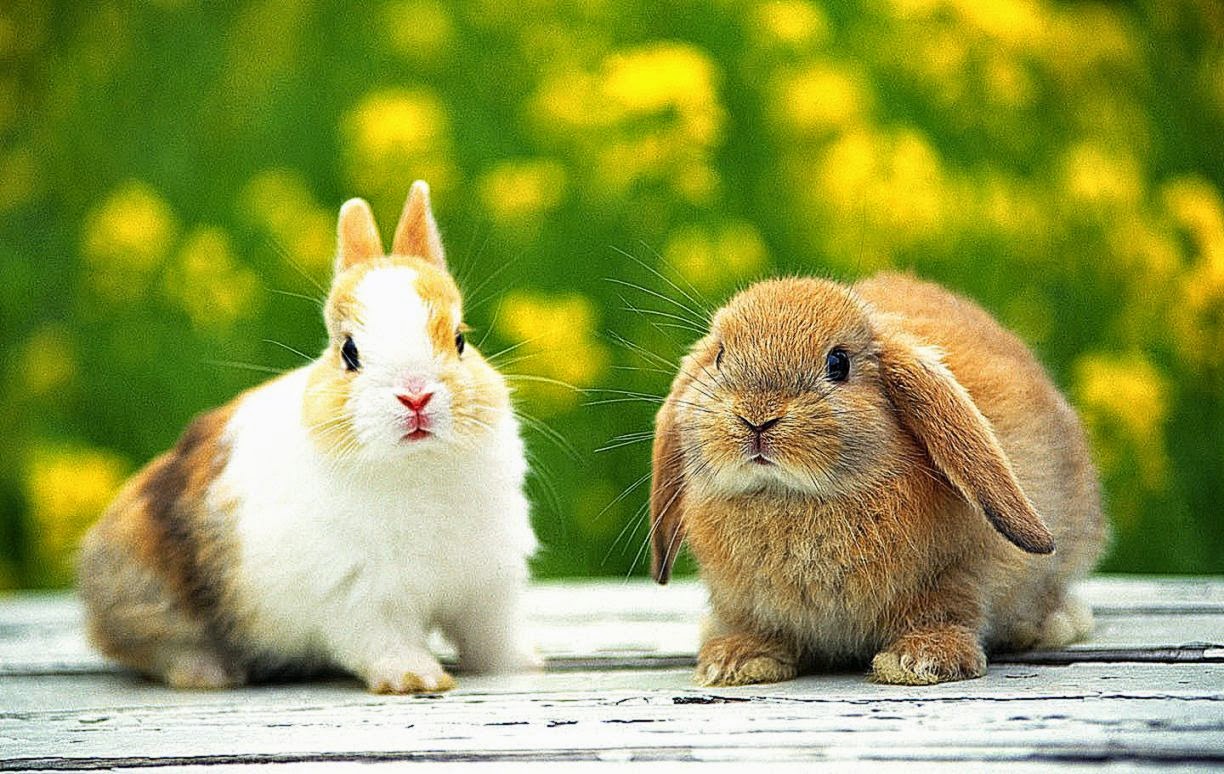 Cute Rabbits Wallpapers HD  Free Desk Wallpapers