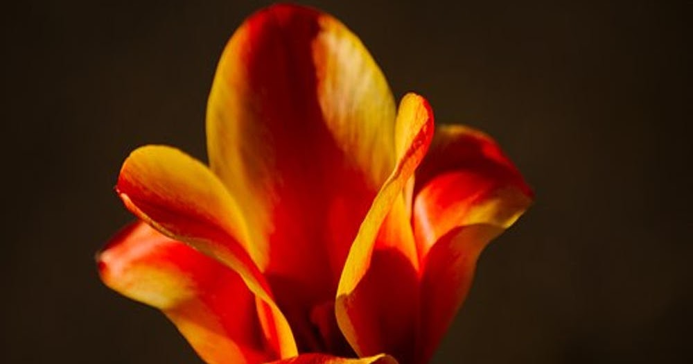 Isacco di Ninive la compassione come luogo teologico