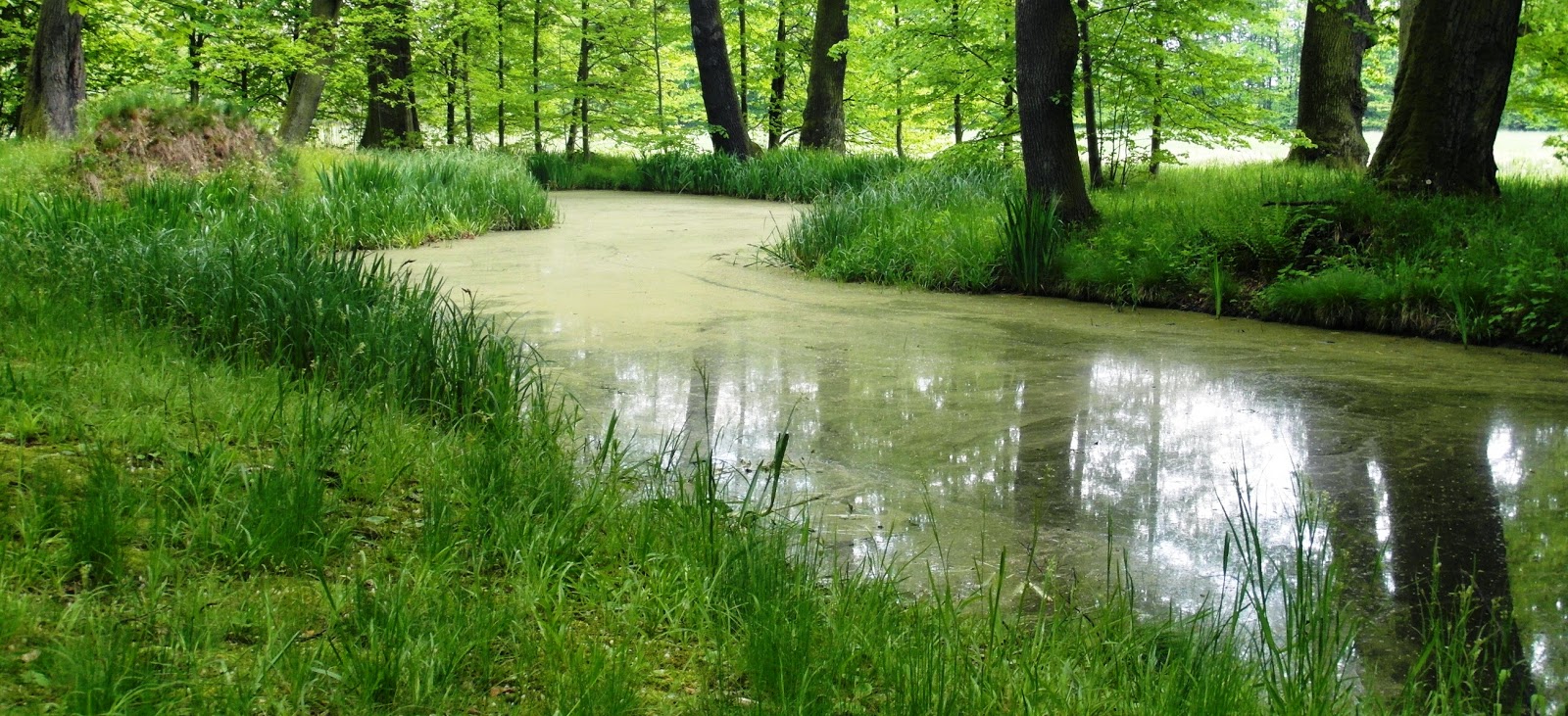 Park w Mosznej - kanały i stawy.
