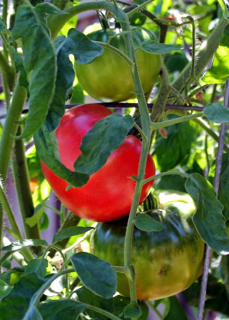 Homegrown garden tomato harvest: Caspian pink tomatoes