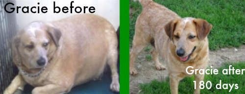 dog weight loss success stories #HillsPet