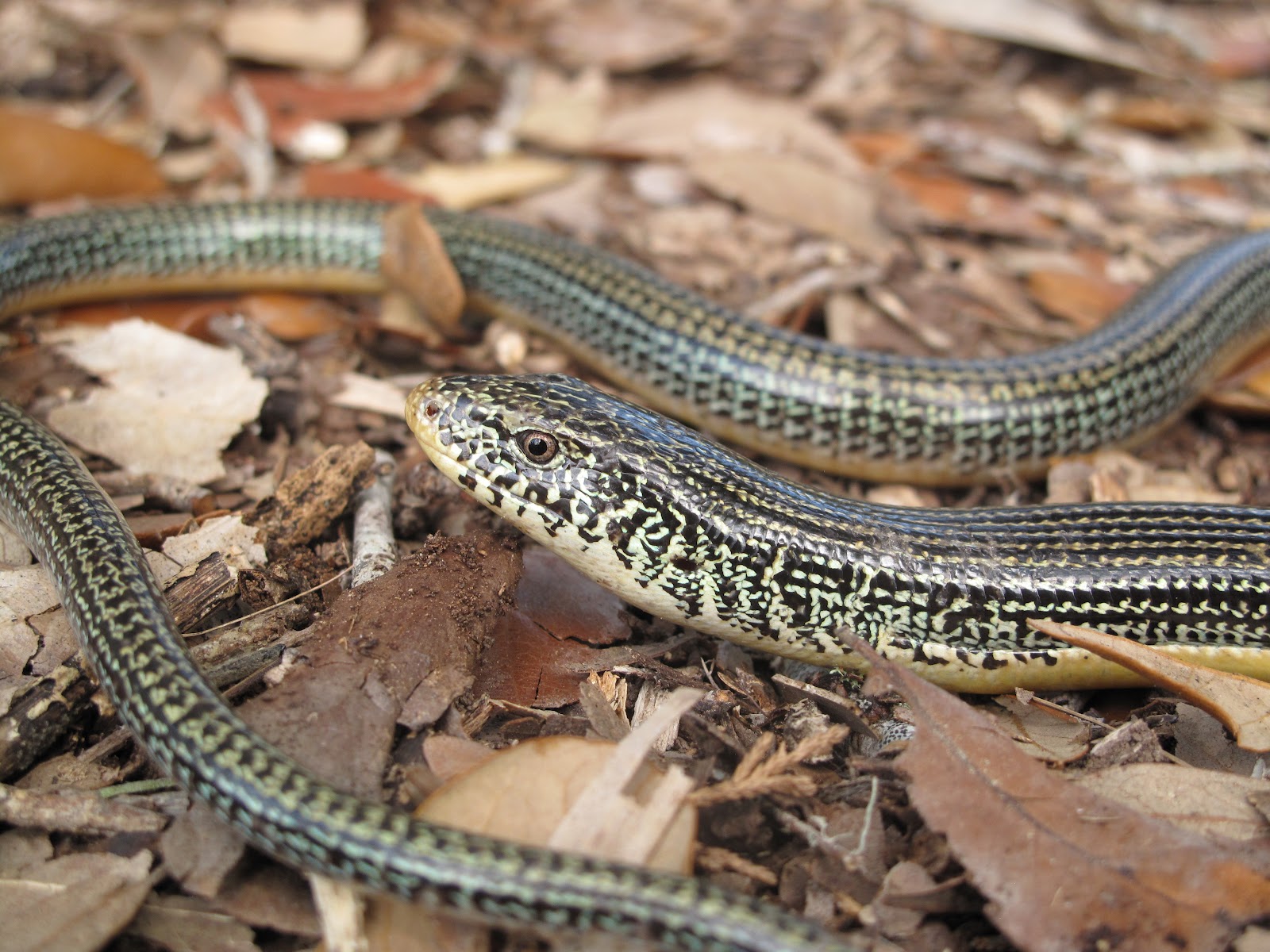 Wide World Science Lizard Project Days 10 & 11 Animals