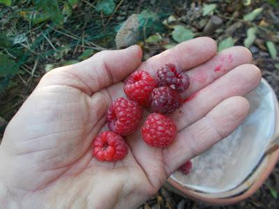 Grow your own raspberries 80 Minute Allotment Green Fingered Blog