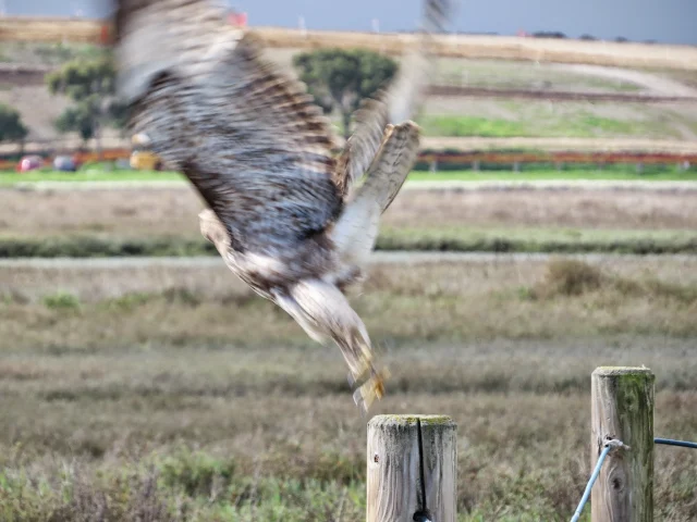 SF Bay Area Birds: Hawk taking flight at Palo Alto Baylands