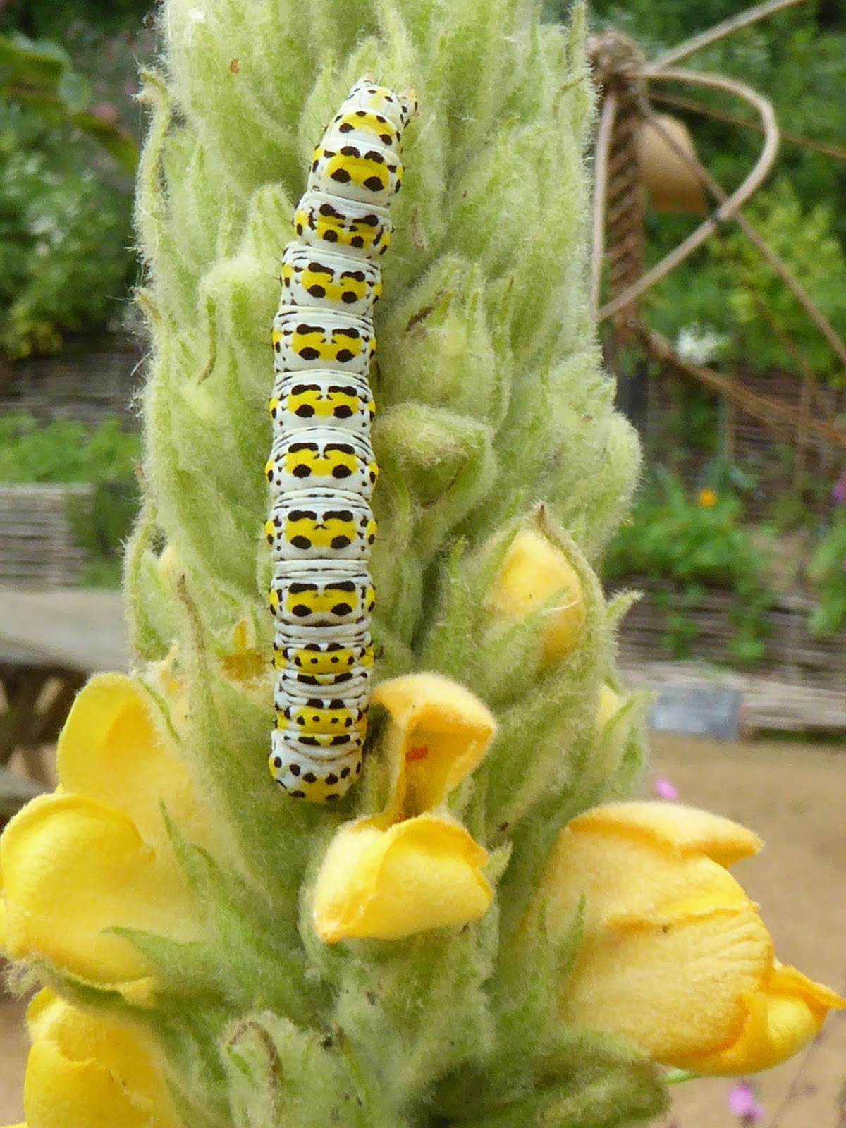 Wild and Wonderful Butterfly and Moth Larvae... My Photos
