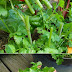 The Continuous Cilantro Growing Method 