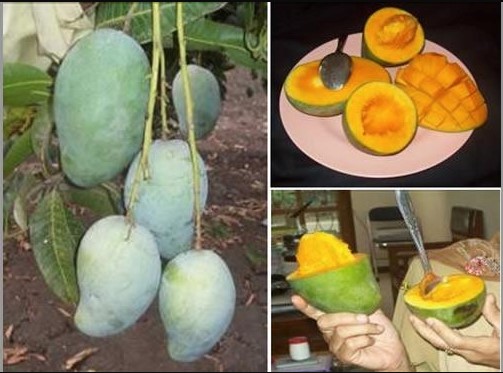 mengenal mangga alpukat produk holtikultural unggulan dari mengenal mangga alpukat produk holtikultural unggulan dari