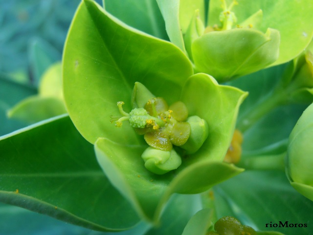 Flores de LECHETRENZA BALEAR Euphorbia margalidiana